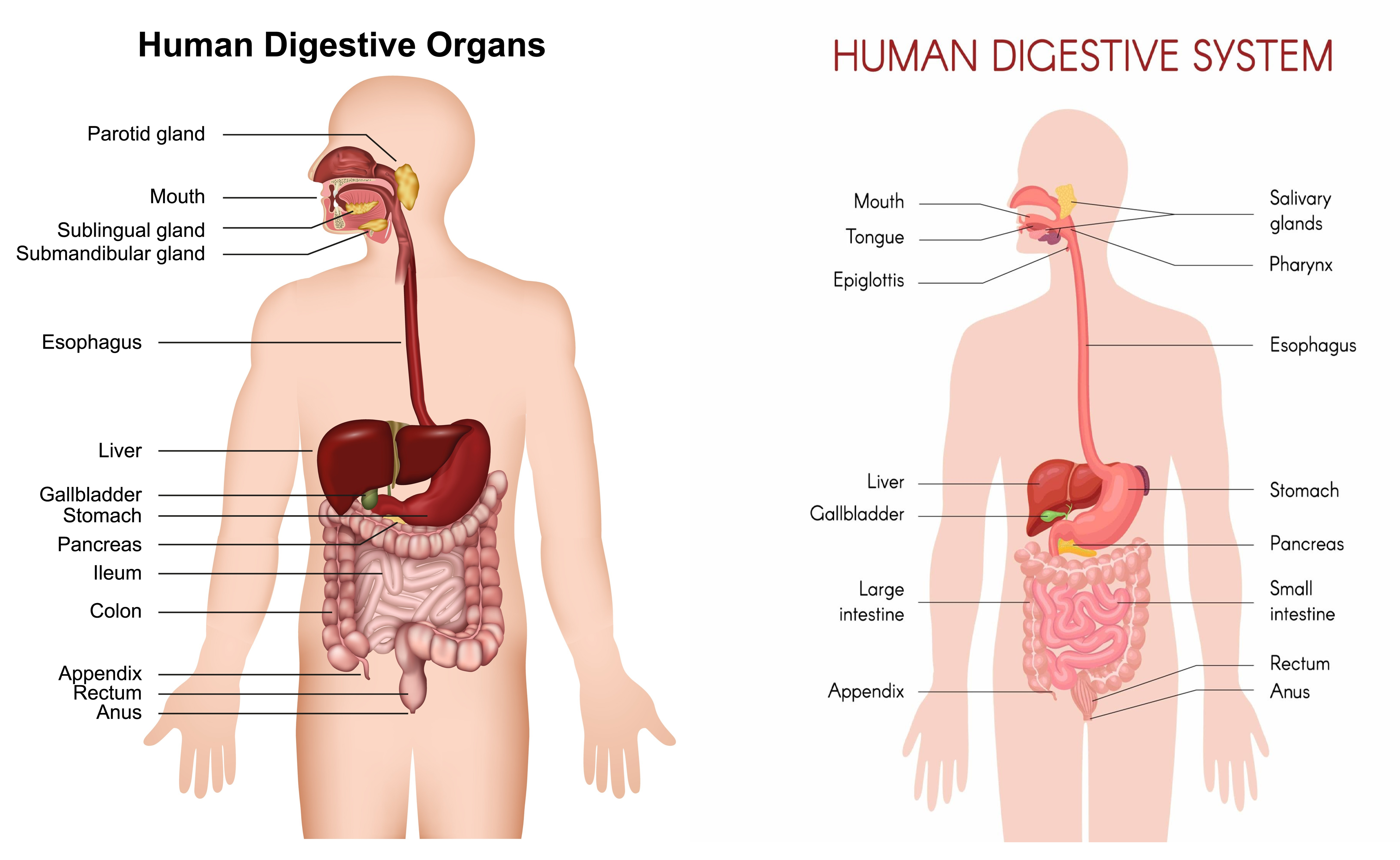 Diagram of the human digestive system highlighting the liver, stomach, and intestines